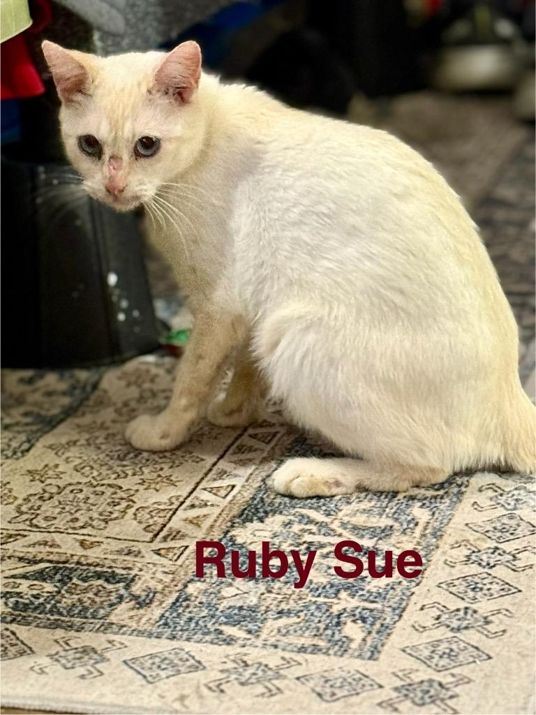 Ruby Sue, Adoptable, Young Female Domestic Short Hair.
