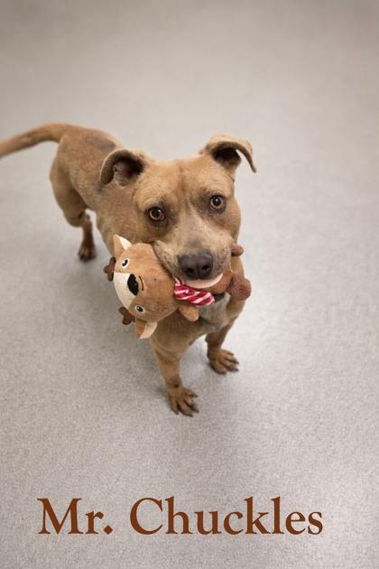 Mr. Chuckles, Adoptable, Adult Male Pit Bull Terrier & Mixed Breed.