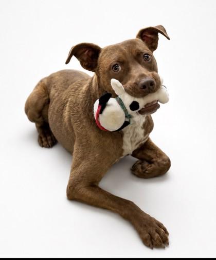 Enlarge Mr. Chuckles, a Adoptable mixed breed in Guntersville, AL image 2/2