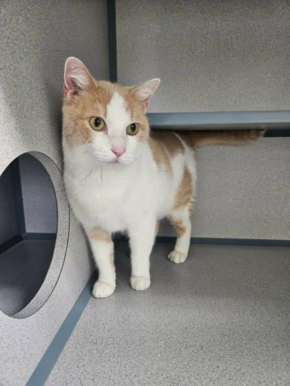 Enlarge Pat, a Adoptable mixed breed in McCook, NE image 2/2