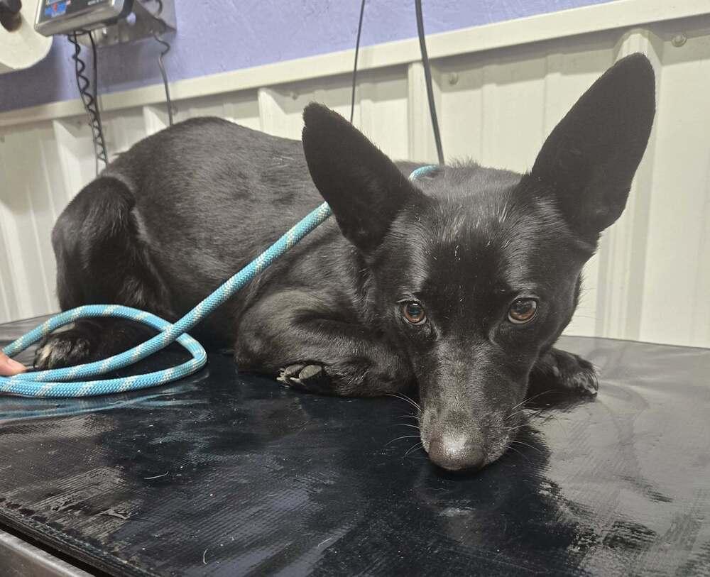 Enlarge Stellaluna, a Adoptable mixed breed in Waverly, OH image 1/1