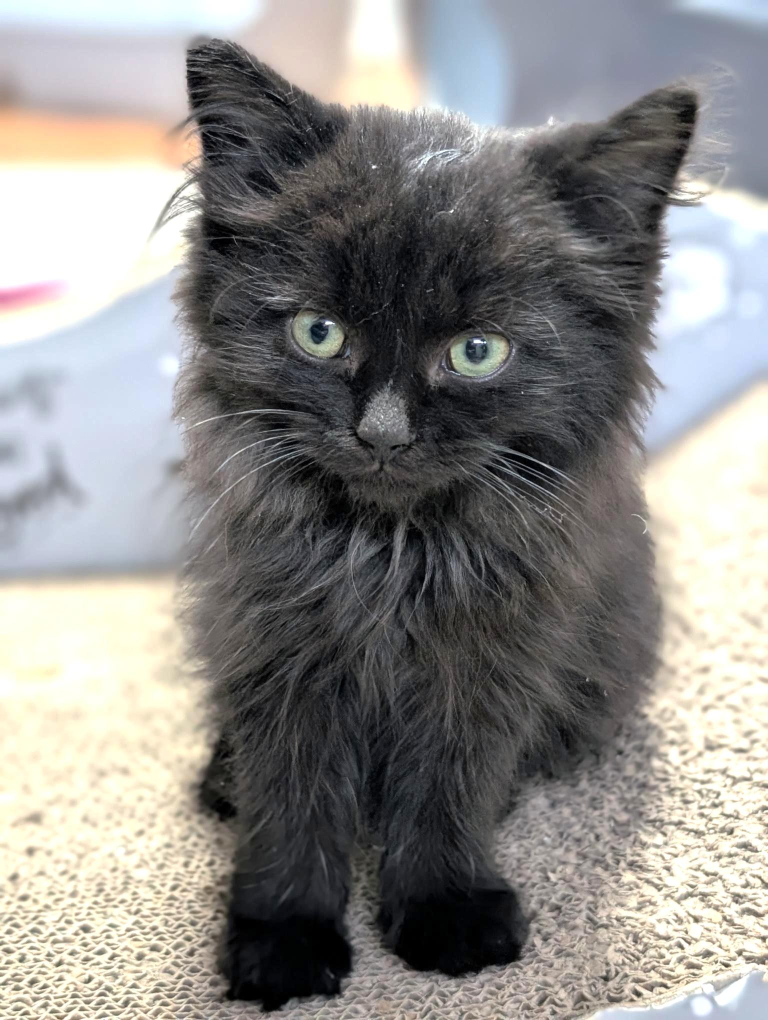 Colby, a Adoptable Domestic Short Hair in Stoney Creek, ON image 6/6