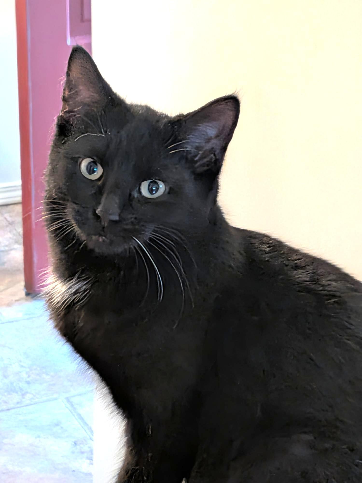 Colby, a Adoptable Domestic Short Hair in Stoney Creek, ON image 1/6