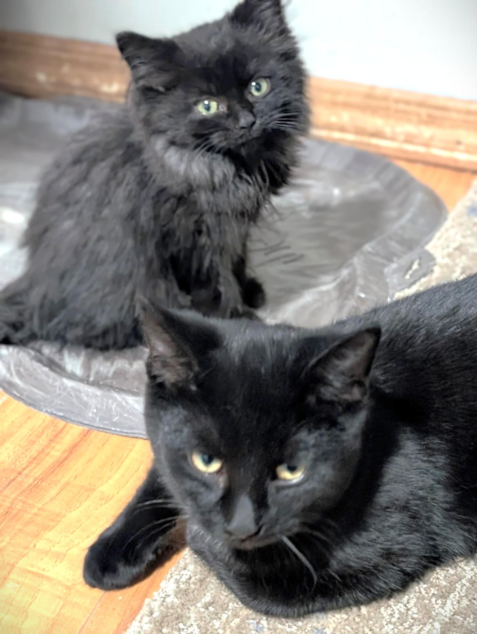 Colby, a Adoptable Domestic Short Hair in Stoney Creek, ON image 4/6