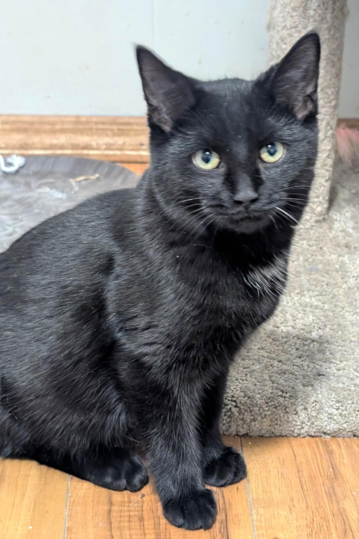 Colby, a Adoptable Domestic Short Hair in Stoney Creek, ON image 2/6