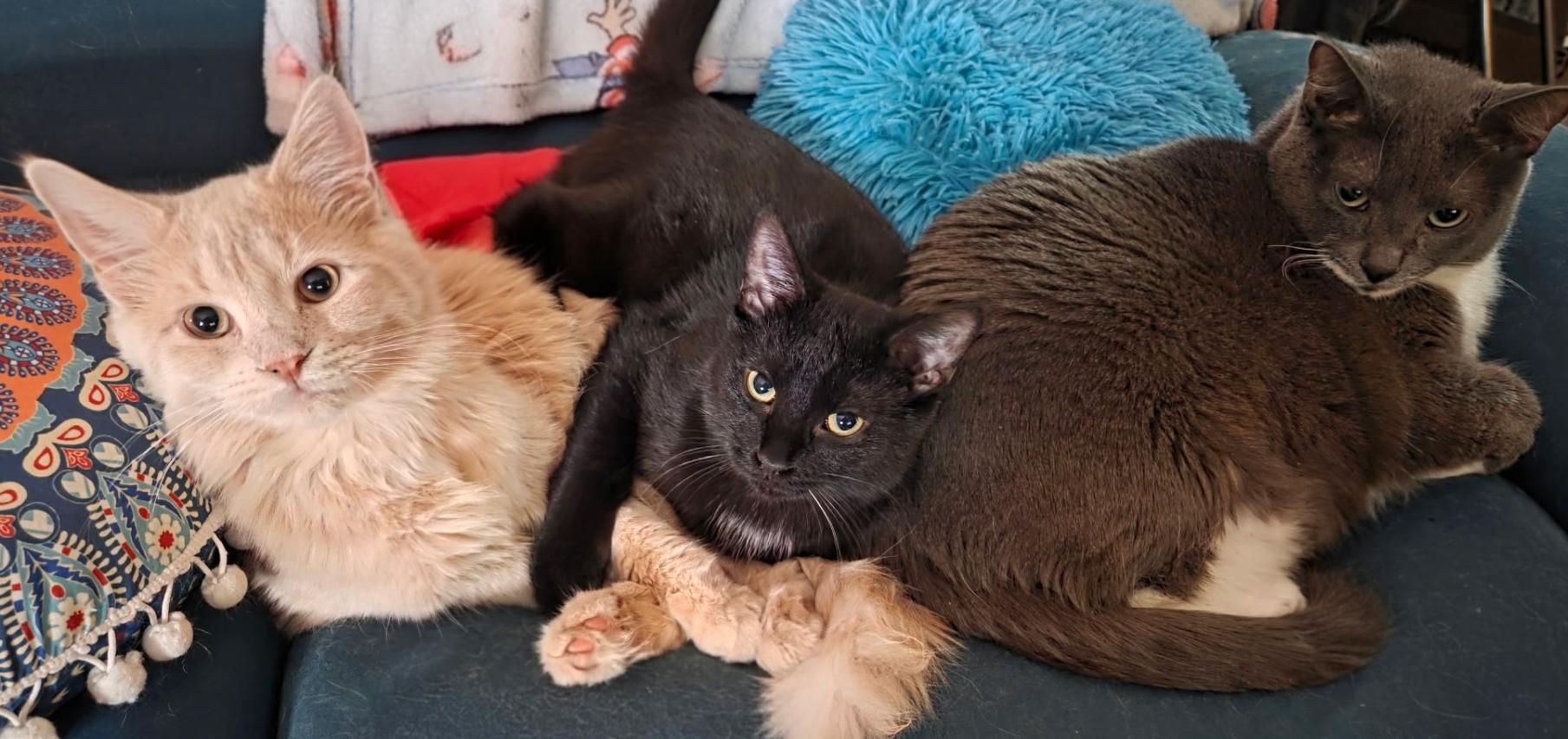 Enlarge Colby, a Adoptable Domestic Short Hair in Stoney Creek, ON image 2/5