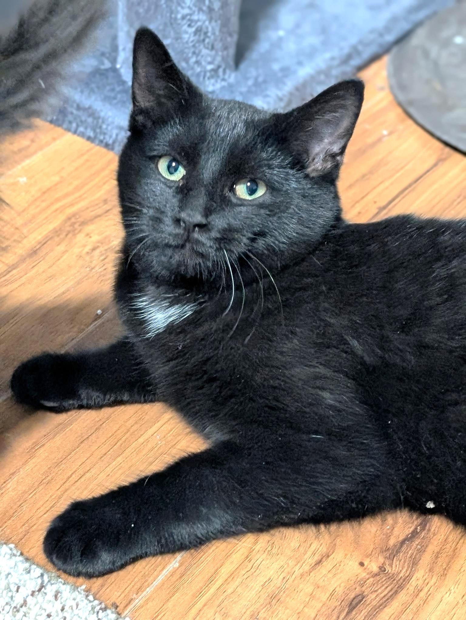 Colby, a Adoptable Domestic Short Hair in Stoney Creek, ON image 3/6