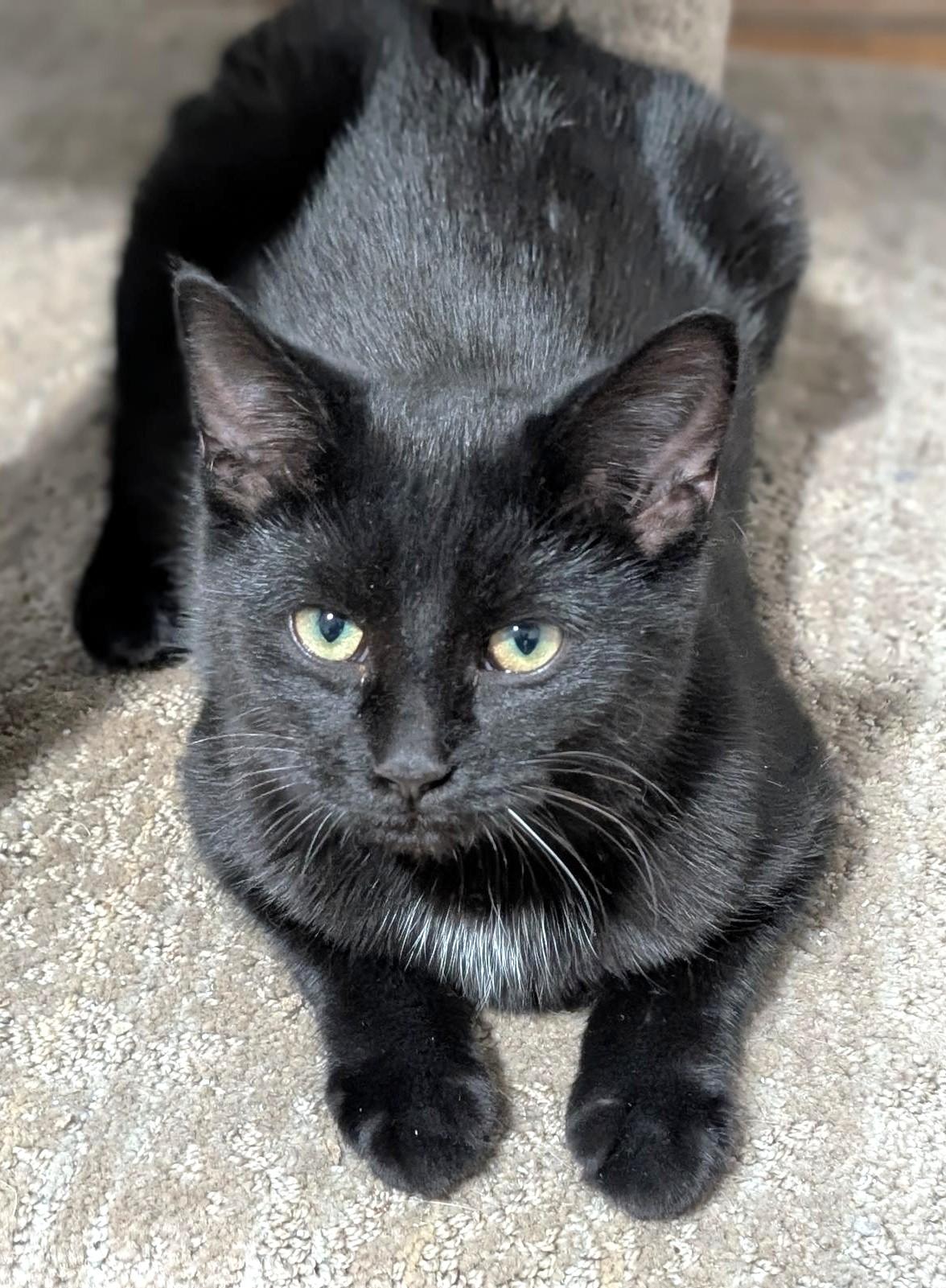 Colby, a Adoptable Domestic Short Hair in Stoney Creek, ON image 5/6