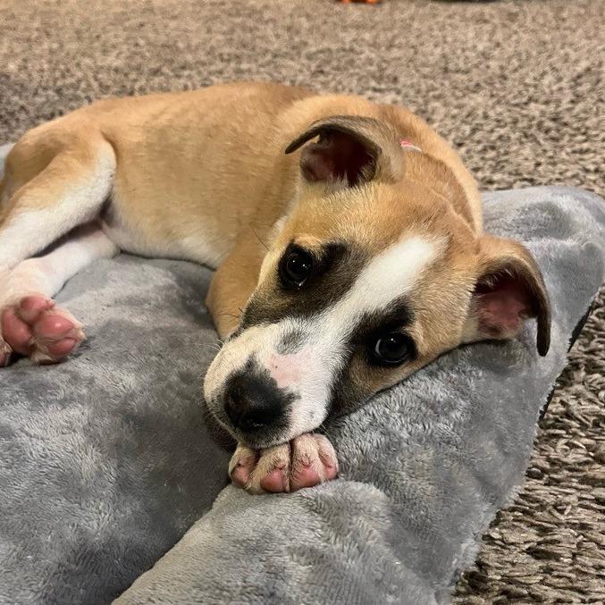 Yodel, Adoptable, Puppy Female Husky & Mixed Breed.