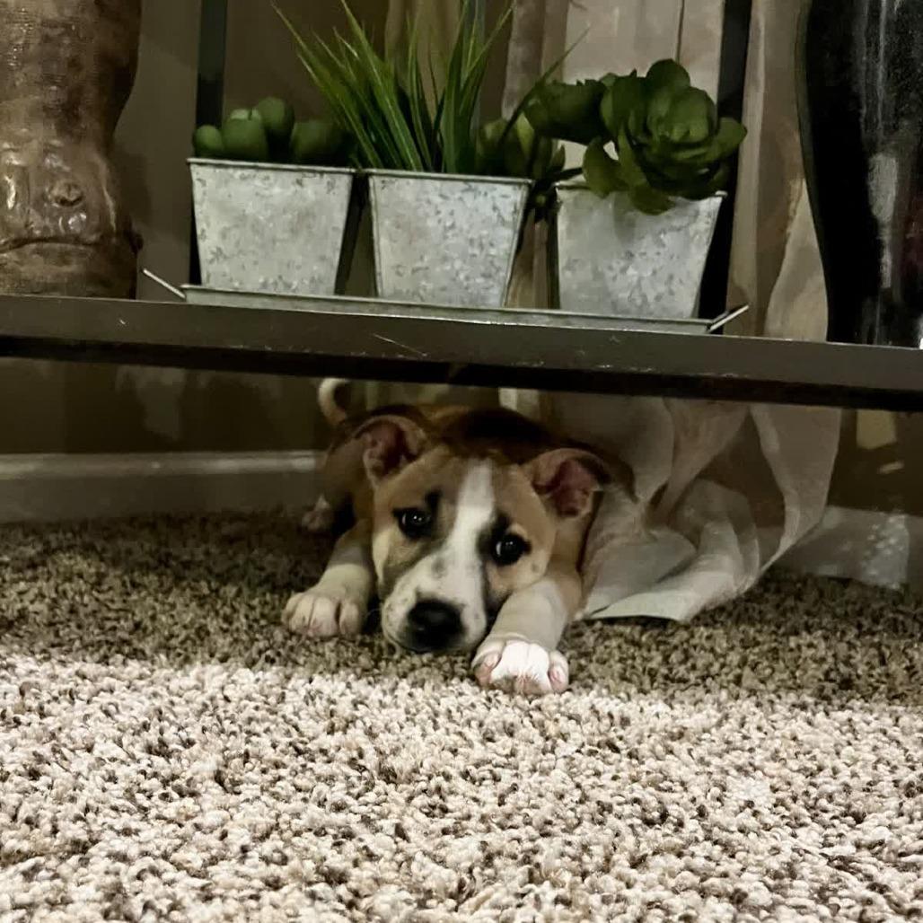 Yodel, a Adoptable mixed breed in Kansas City, MO image 3/6