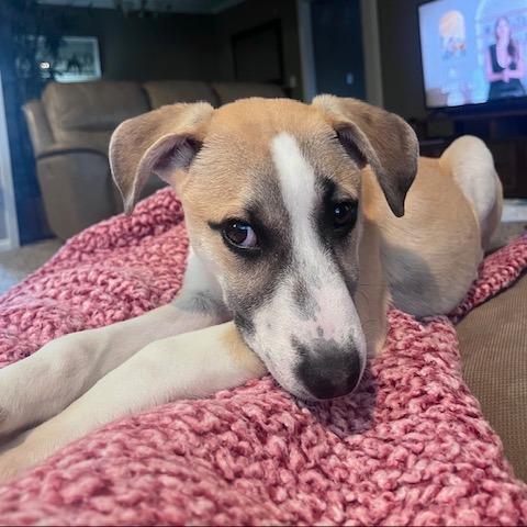 Enlarge Yodel, a Adoptable mixed breed in Kansas City, MO image 4/6