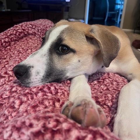 Yodel, a Adoptable mixed breed in Kansas City, MO image 2/6