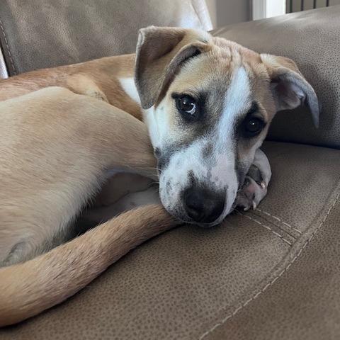 Yodel, a Adoptable mixed breed in Kansas City, MO image 4/6