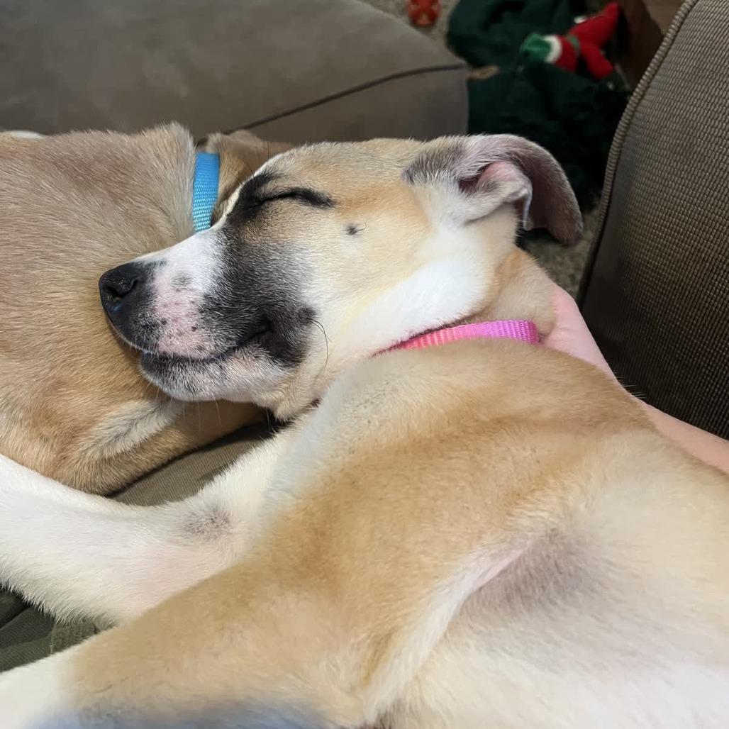 Yodel, a Adoptable mixed breed in Kansas City, MO image 4/6