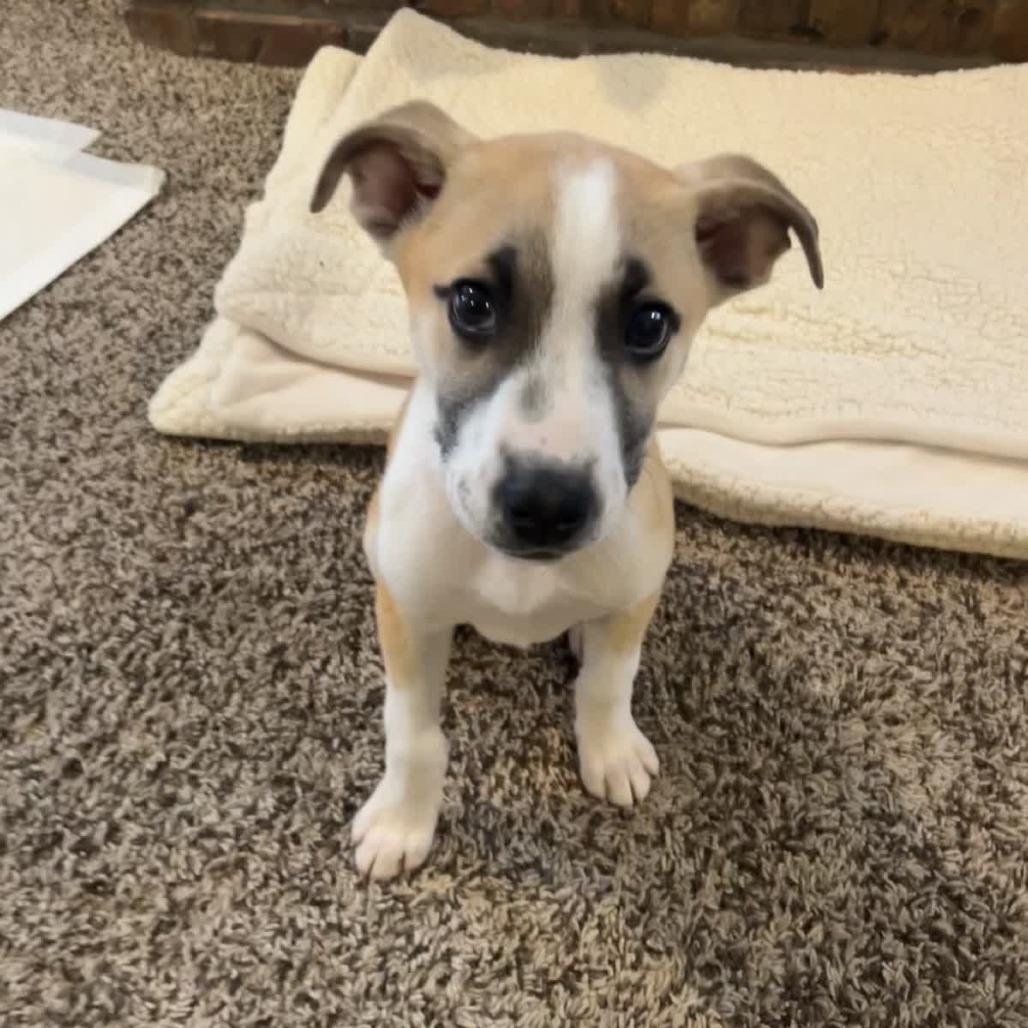 Yodel, a Adoptable mixed breed in Kansas City, MO image 6/6