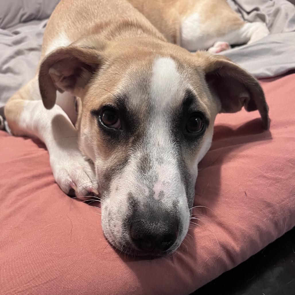 Yodel, a Adoptable mixed breed in Kansas City, MO image 6/6