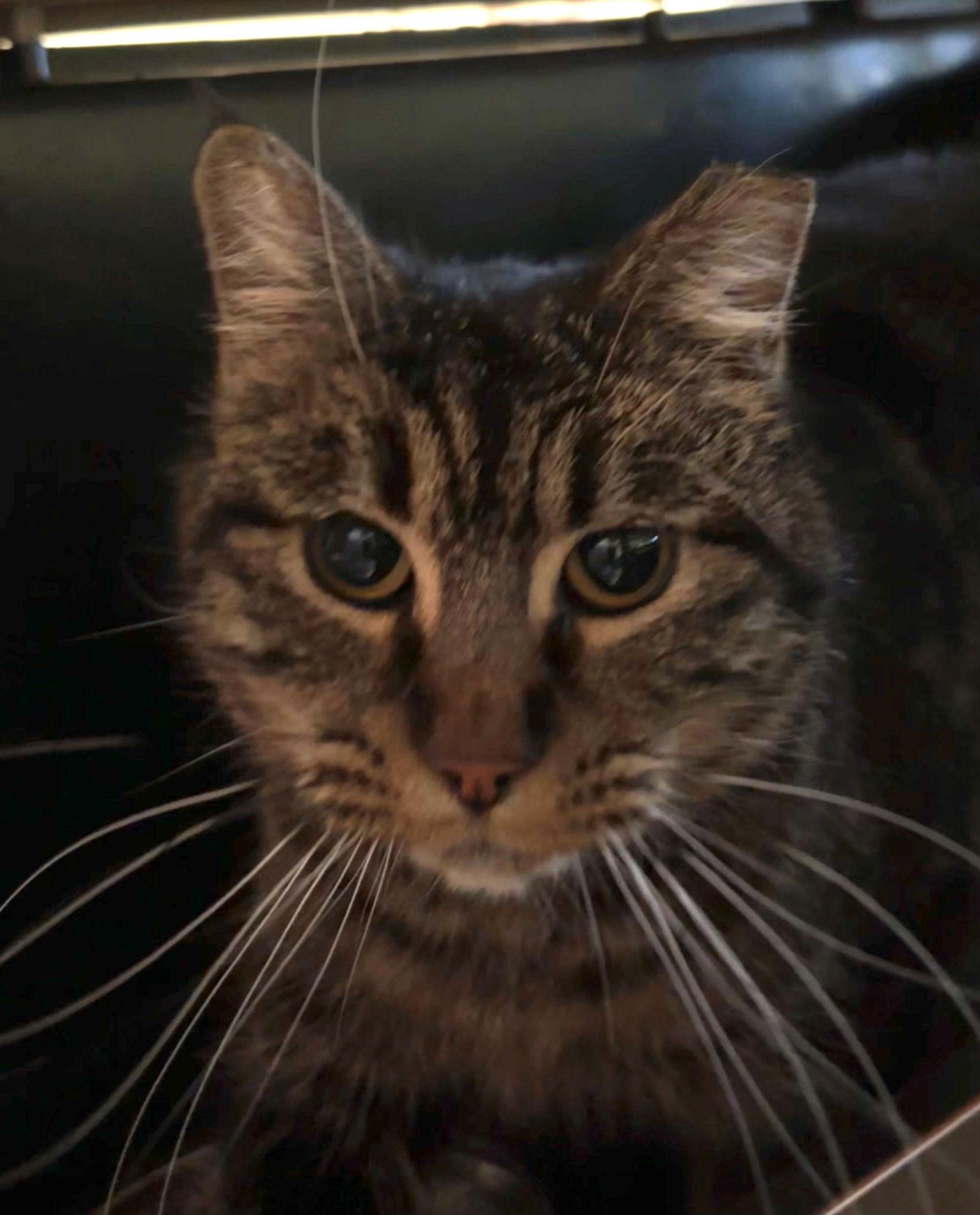 Dechen, Adoptable, Adult Female Domestic Long Hair.