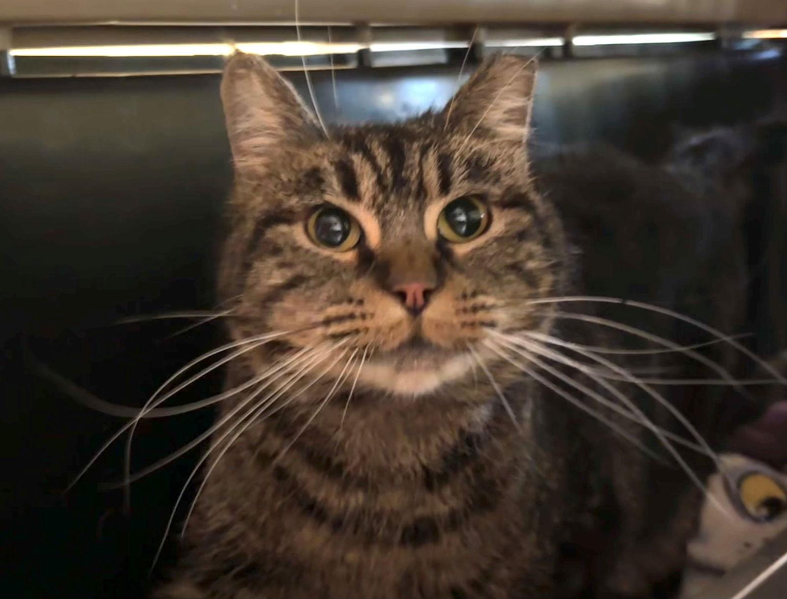 Enlarge Dechen, a Adoptable Domestic Long Hair in Evergreen, CO image 1/3