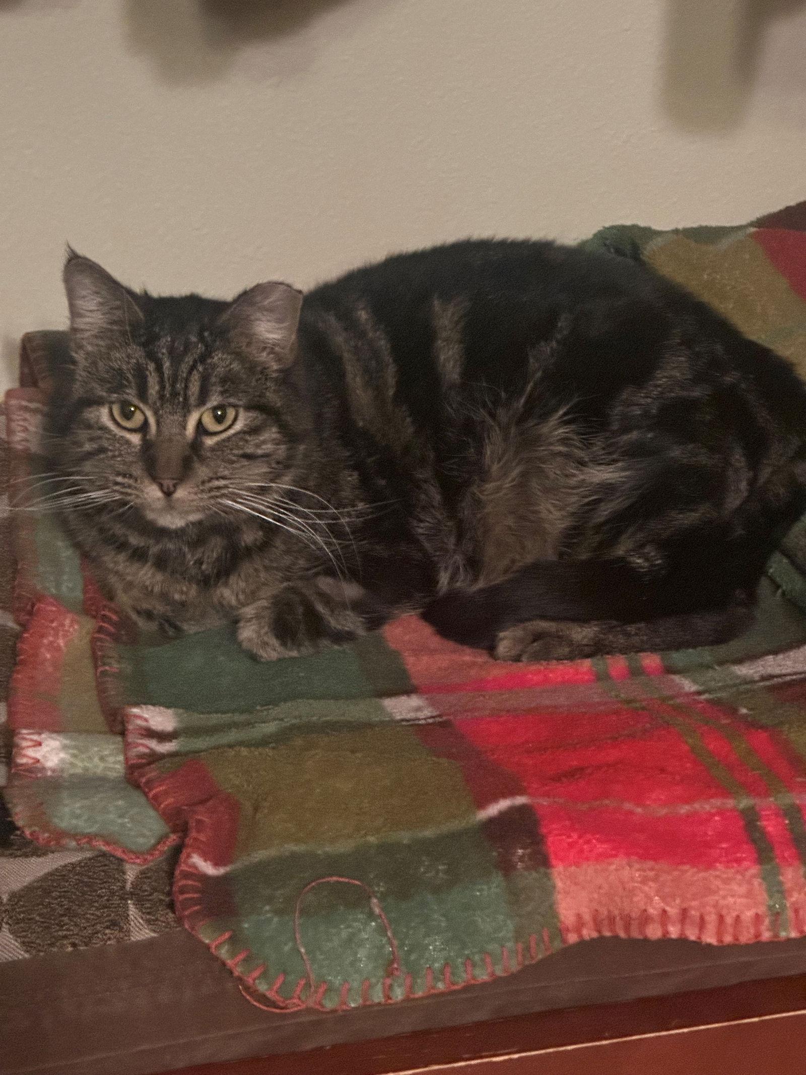 Enlarge Dechen, a Adoptable Domestic Long Hair in Evergreen, CO image 2/3