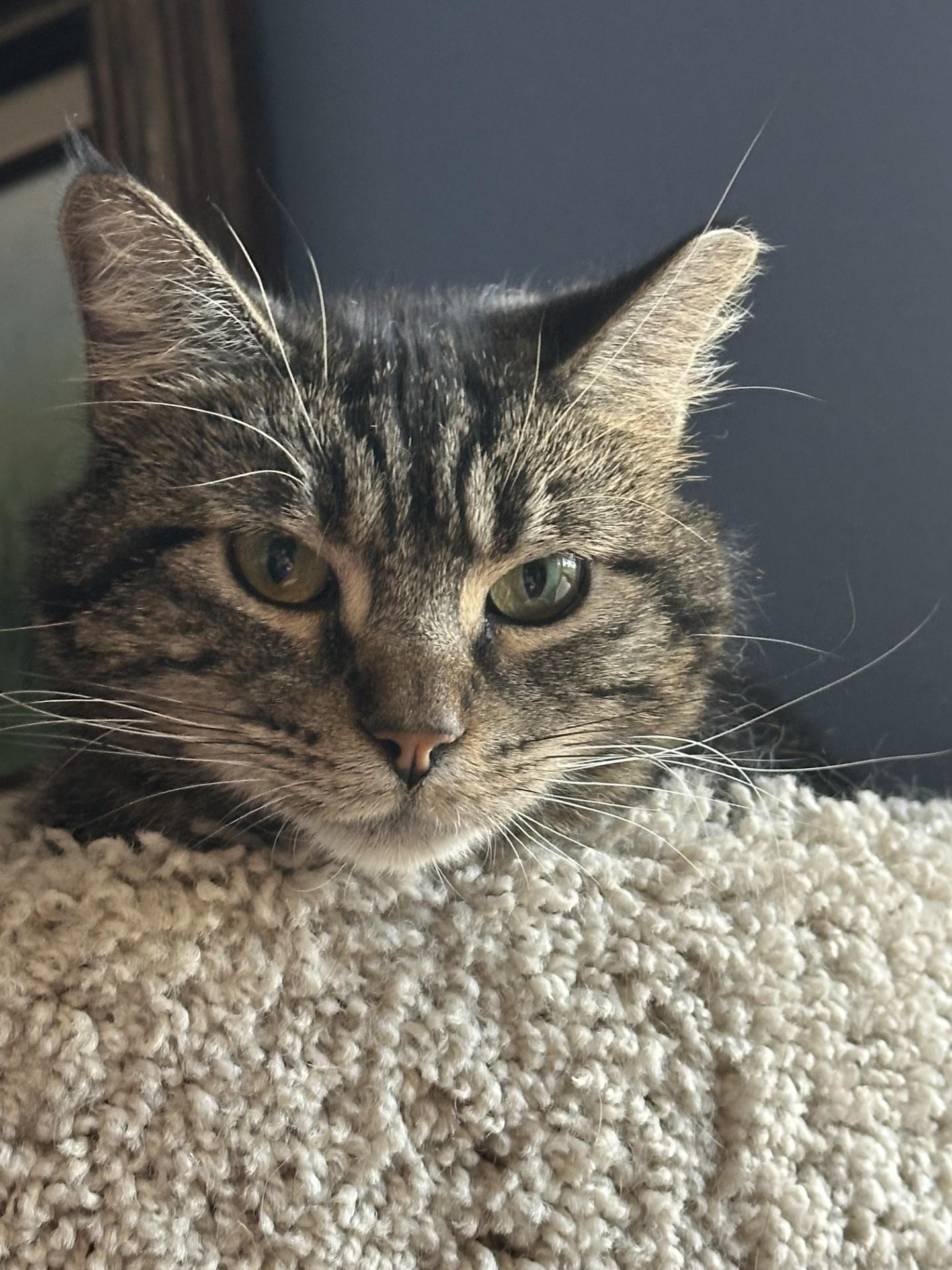 Enlarge Dechen, a Adoptable Domestic Long Hair in Evergreen, CO image 1/3