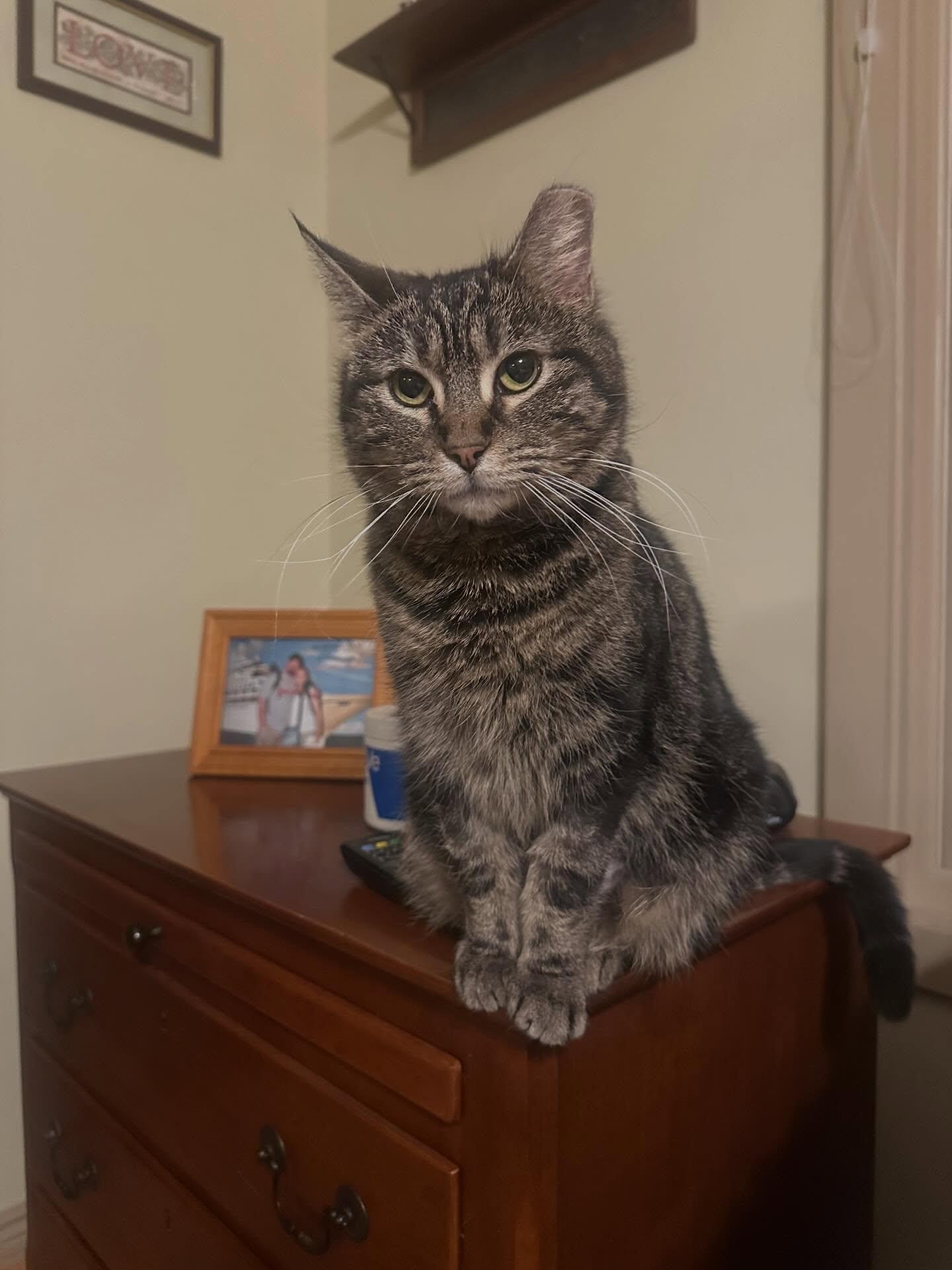 Enlarge Dechen, a Adoptable Domestic Long Hair in Evergreen, CO image 3/3