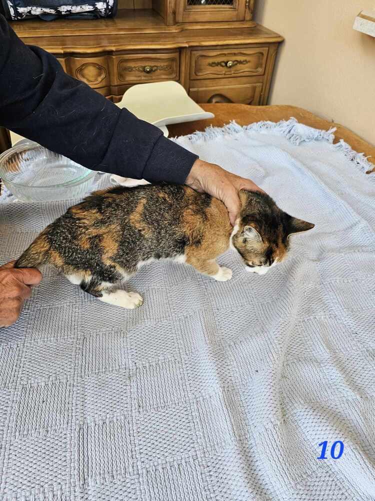 Honeysuckle, Adopted, Young Female Domestic Short Hair & Calico.