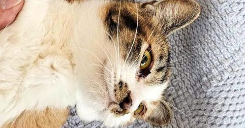 Honeysuckle, a Adopted mixed breed image 2/2