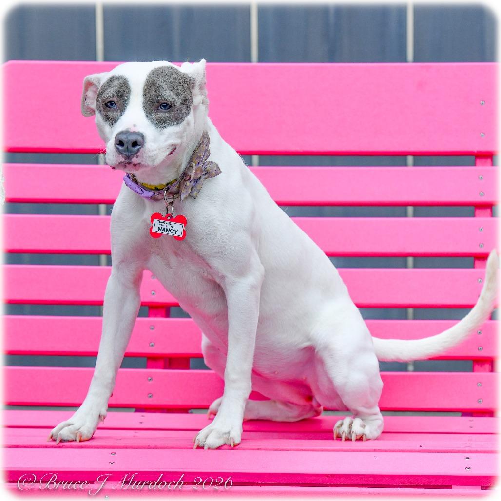Enlarge Nancy, a Adoptable mixed breed in Wake Forest, NC image 1/3