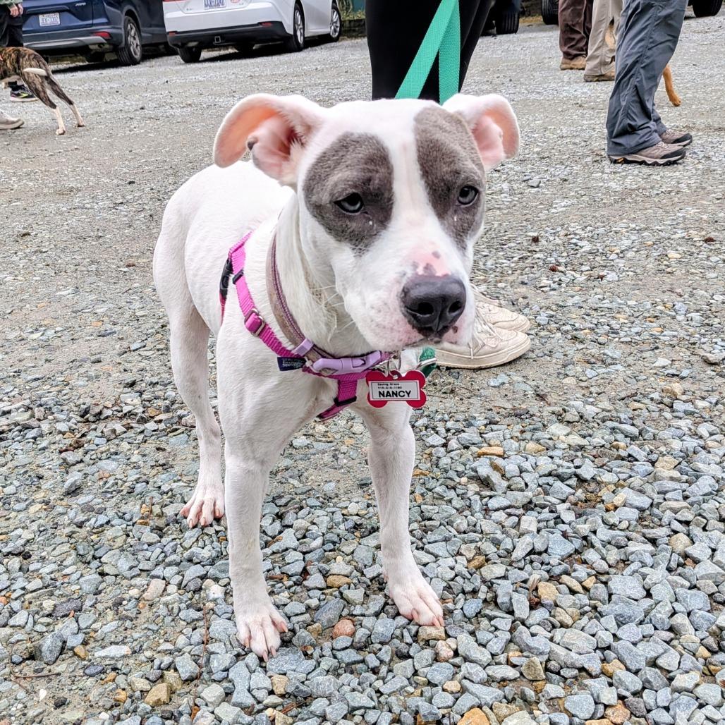 Enlarge Nancy, a Adoptable mixed breed in Wake Forest, NC image 2/3