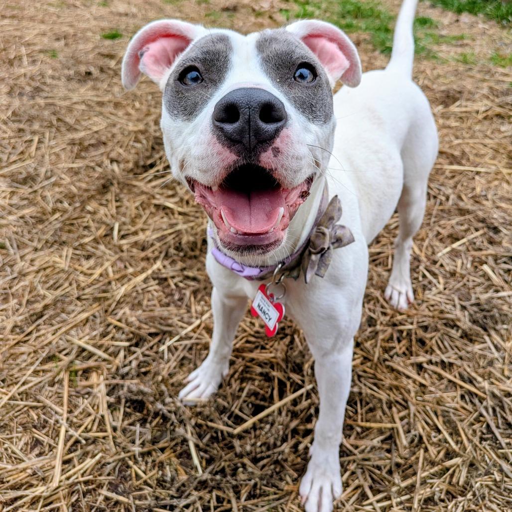 Enlarge Nancy, a Adoptable mixed breed in Wake Forest, NC image 3/3