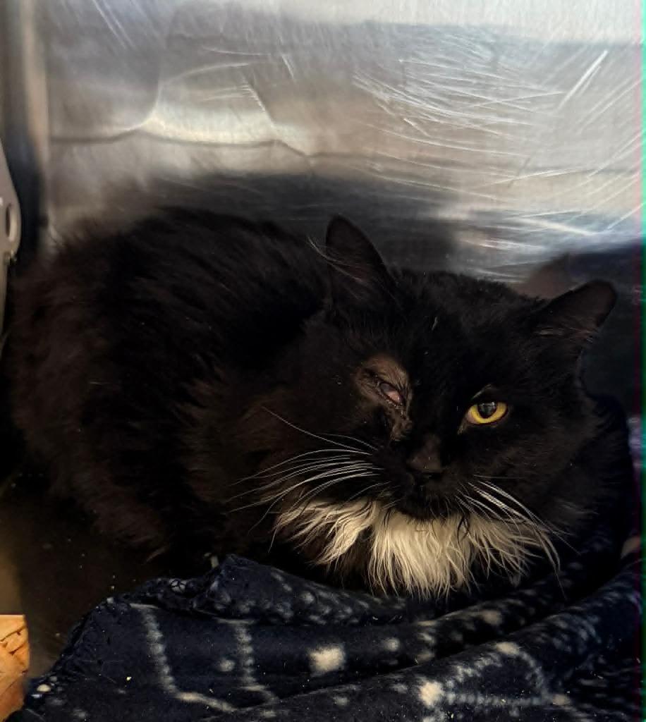 Eggnog, Adoptable, Young Male Domestic Medium Hair.