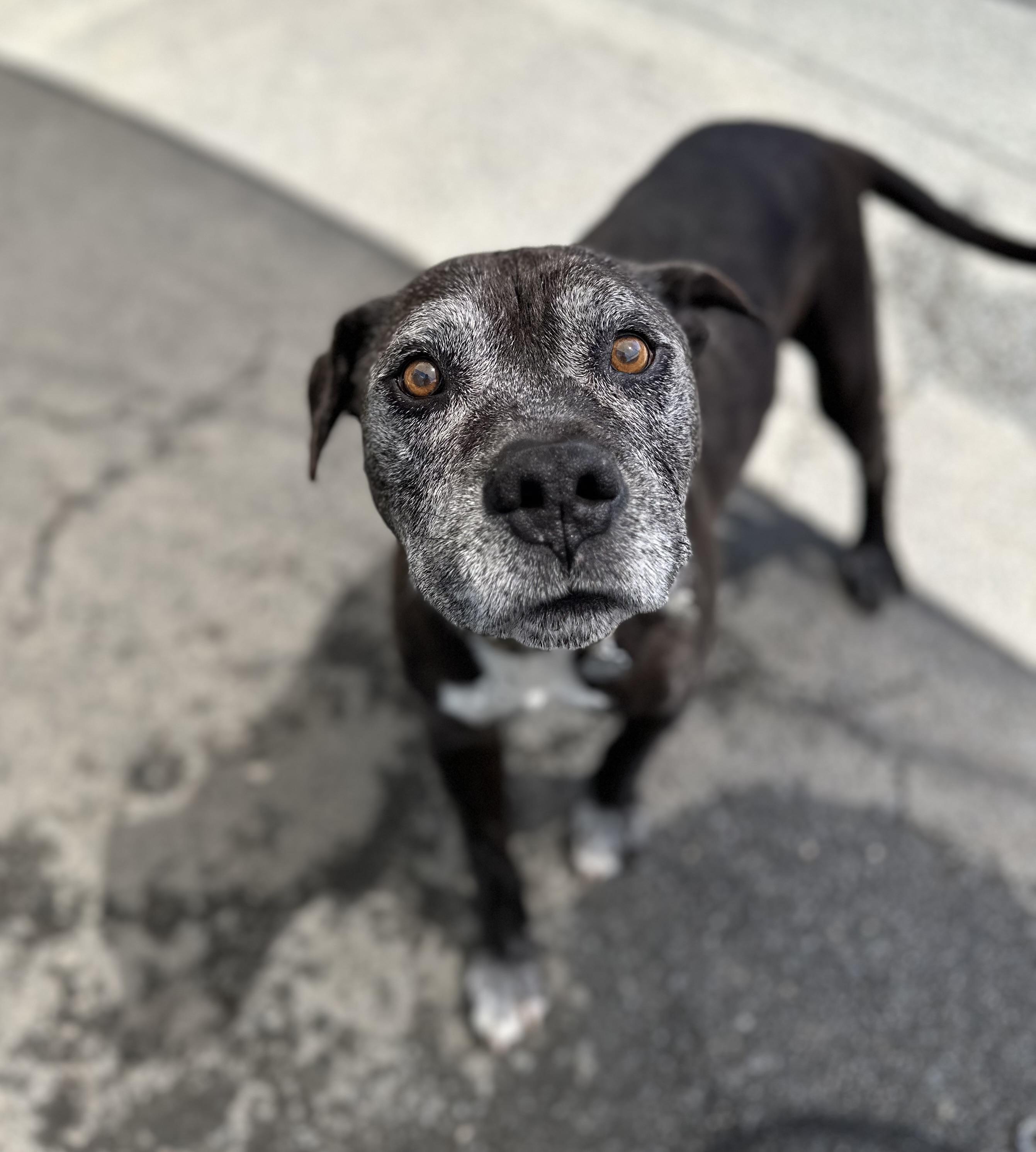 Enlarge Ivan 0125, an adoptable mixed breed in Sonora, CA image 2/6