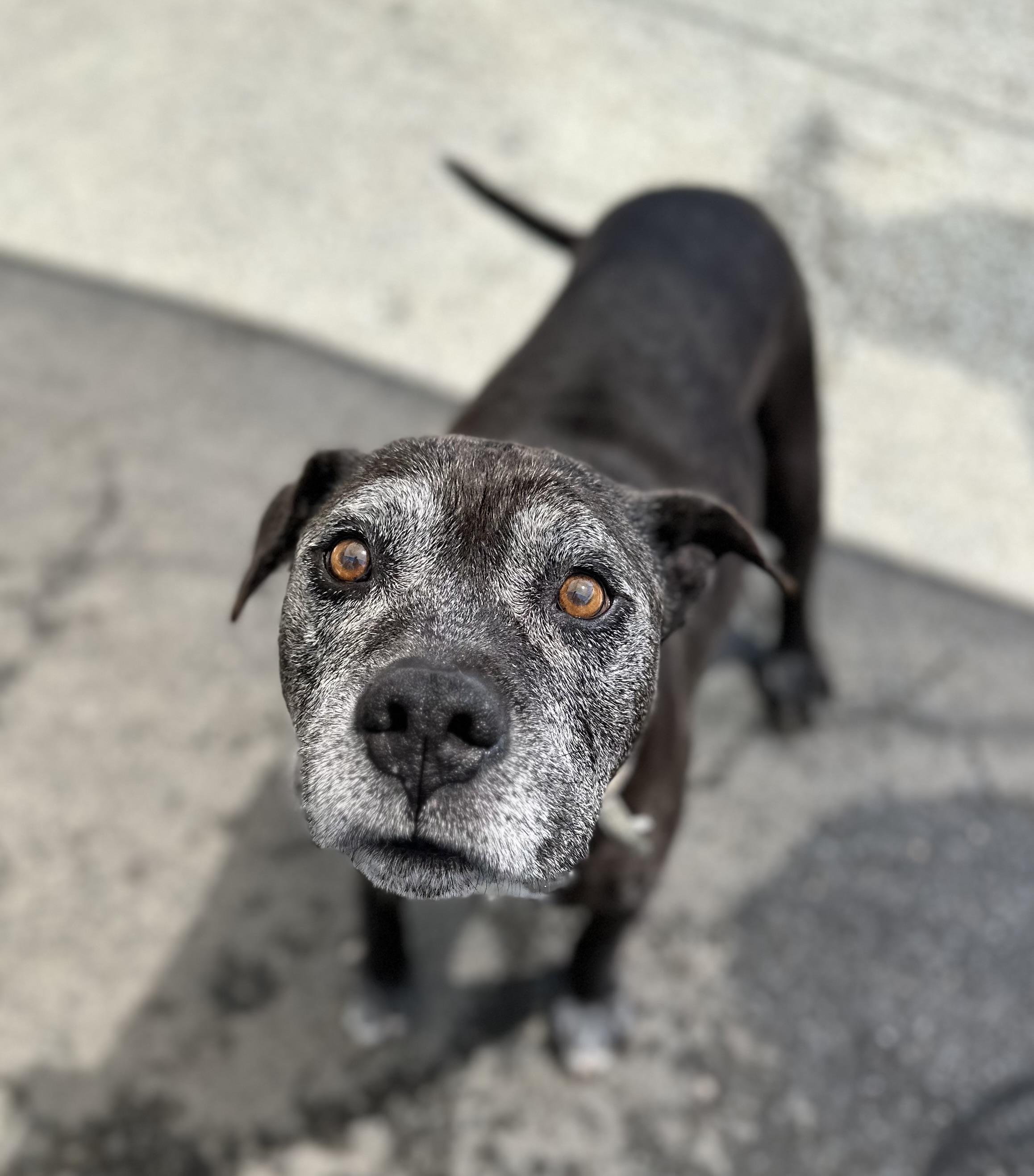 Enlarge Ivan 0125, an adoptable mixed breed in Sonora, CA image 3/6