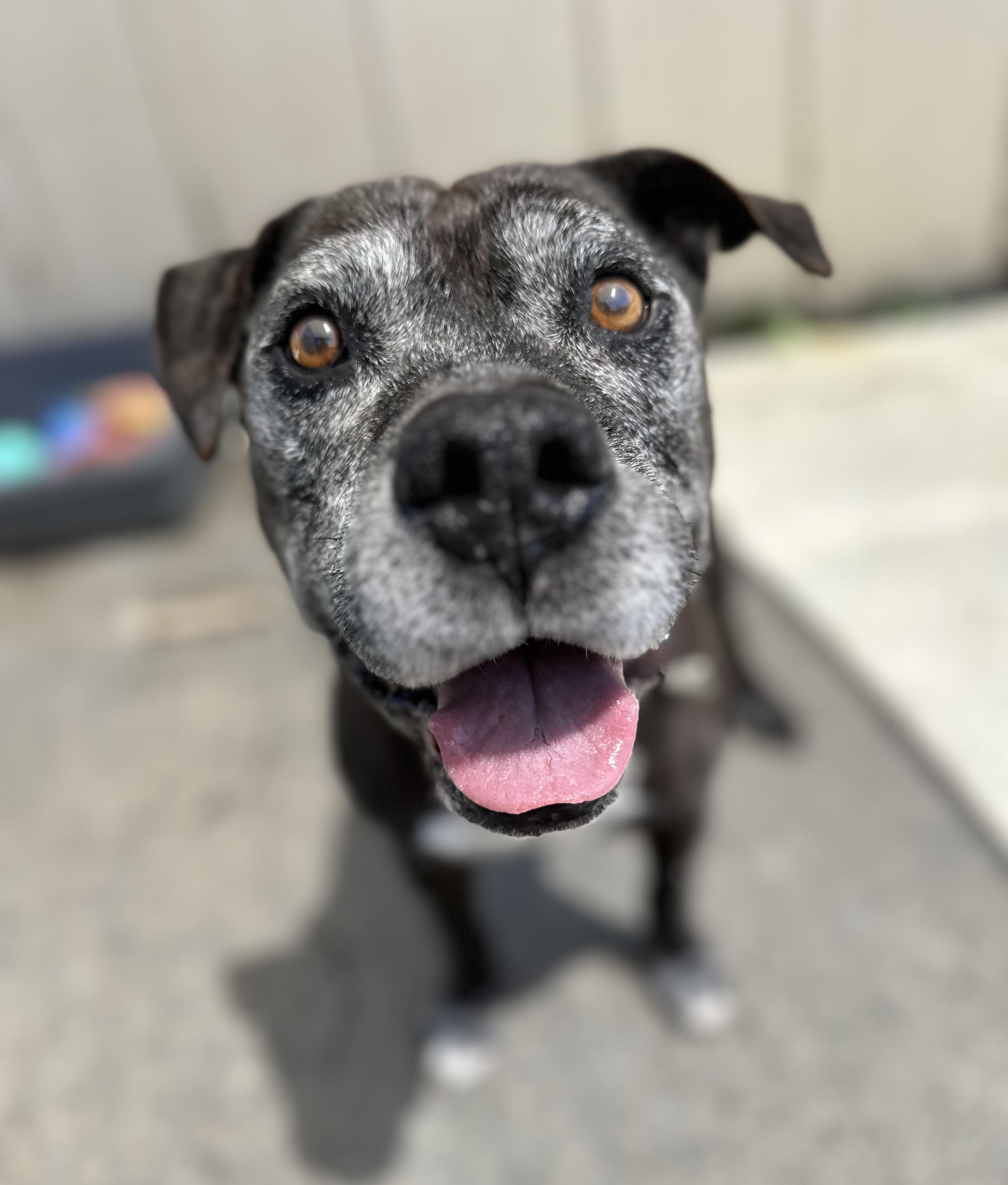 Enlarge Ivan 0125, an adoptable mixed breed in Sonora, CA image 4/6