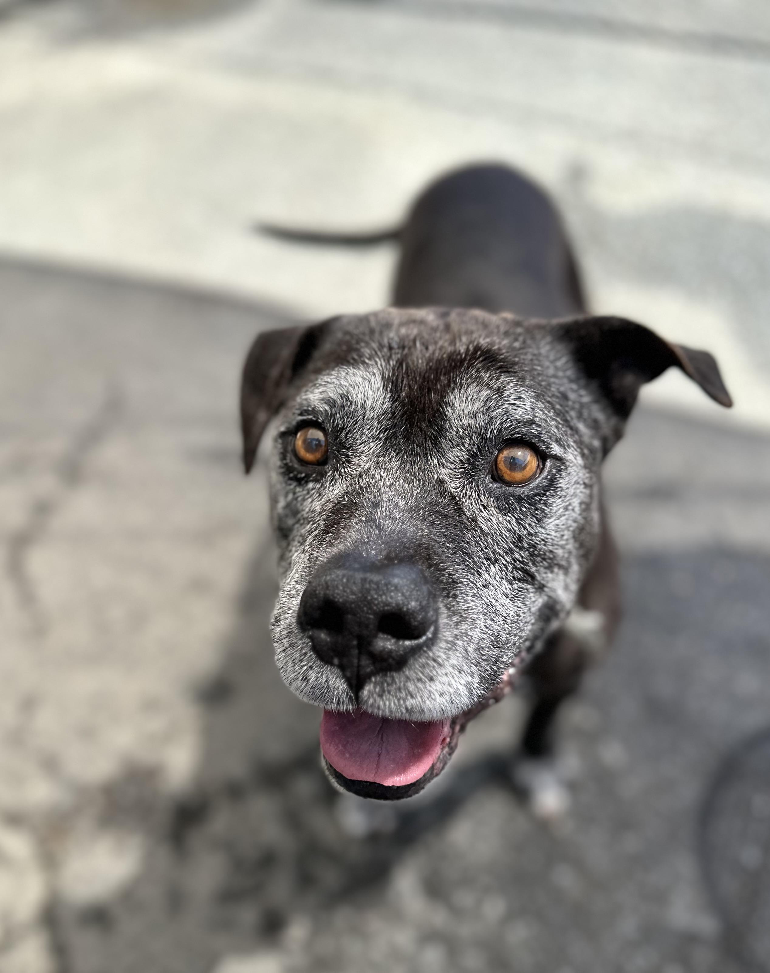 Enlarge Ivan 0125, an adoptable mixed breed in Sonora, CA image 5/6