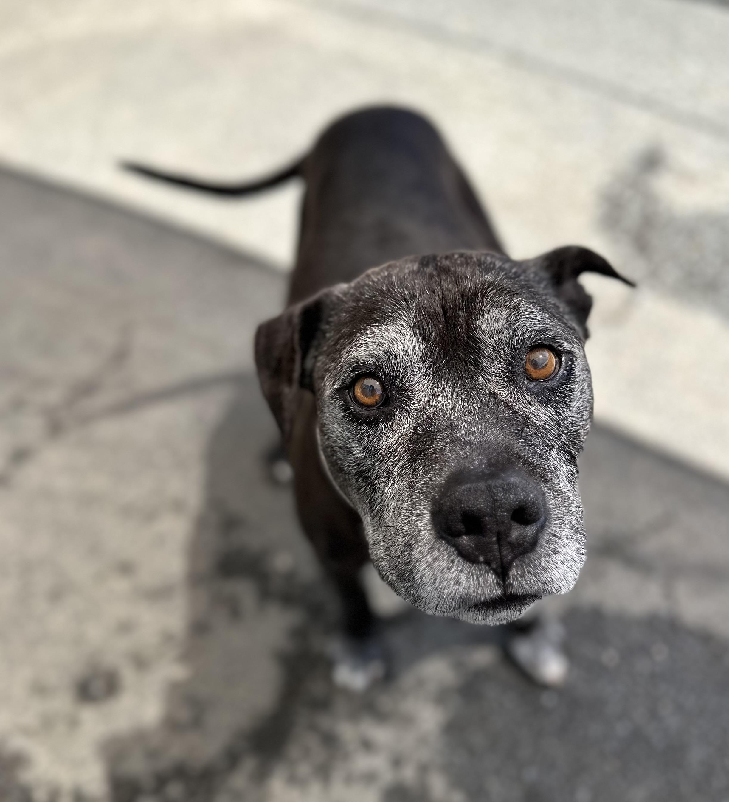 Enlarge Ivan 0125, an adoptable mixed breed in Sonora, CA image 6/6