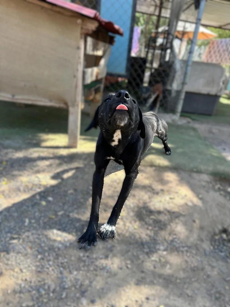 Romeo — thumbnail 5