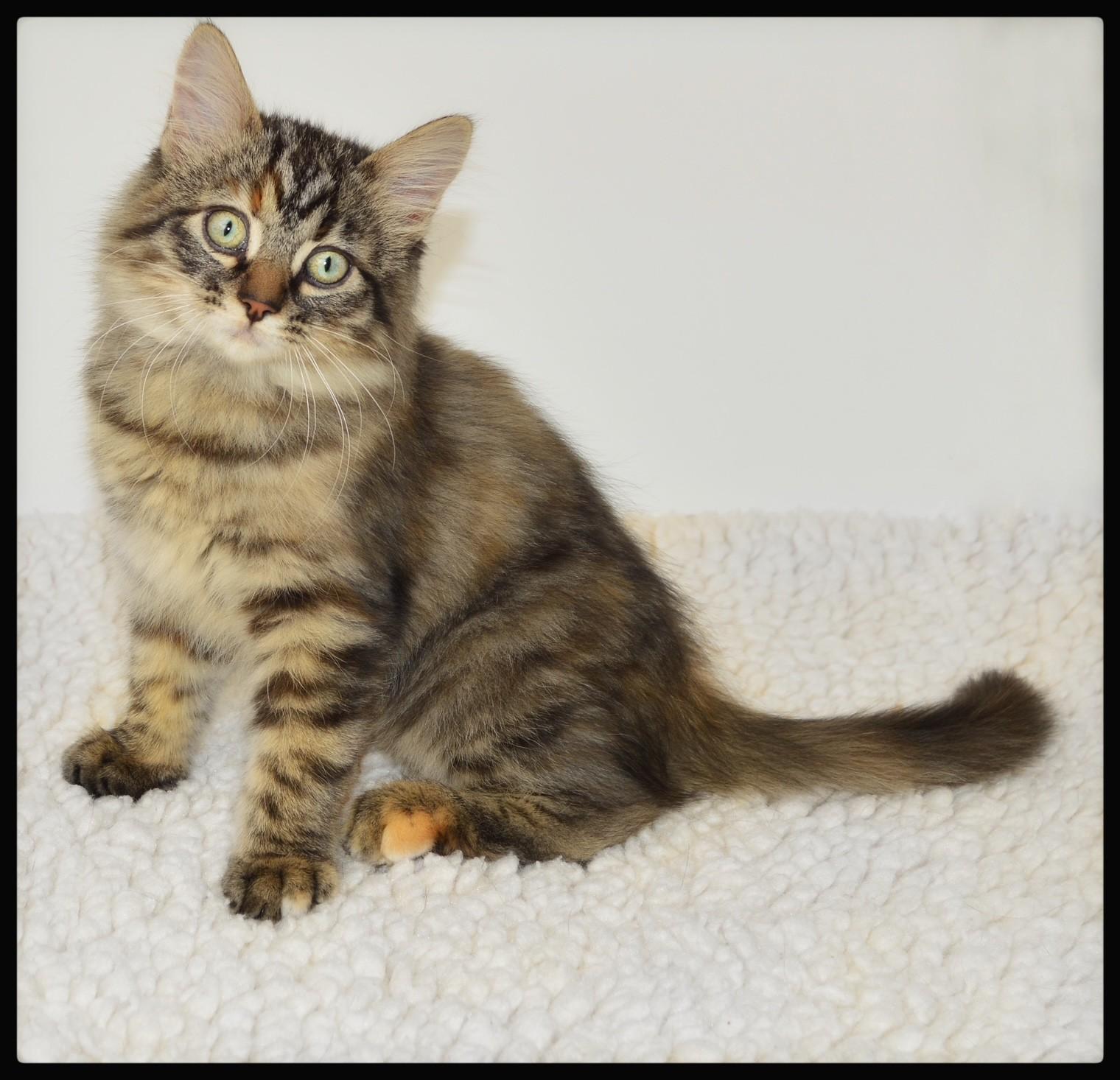 Arwen, ADOPTABLE, Kitten Female Torbie.