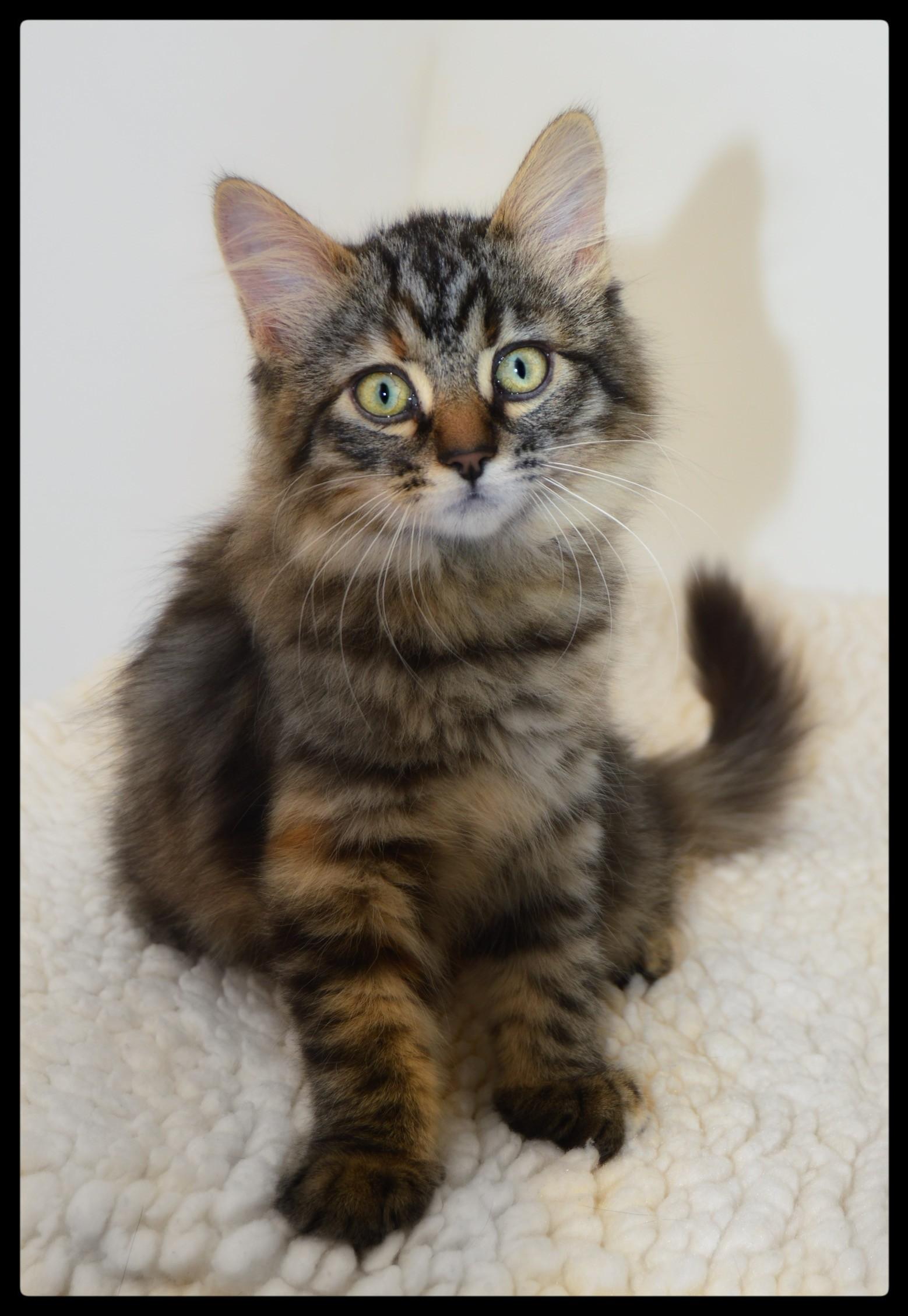 Arwen, a ADOPTABLE Torbie in San Andreas, CA image 2/2