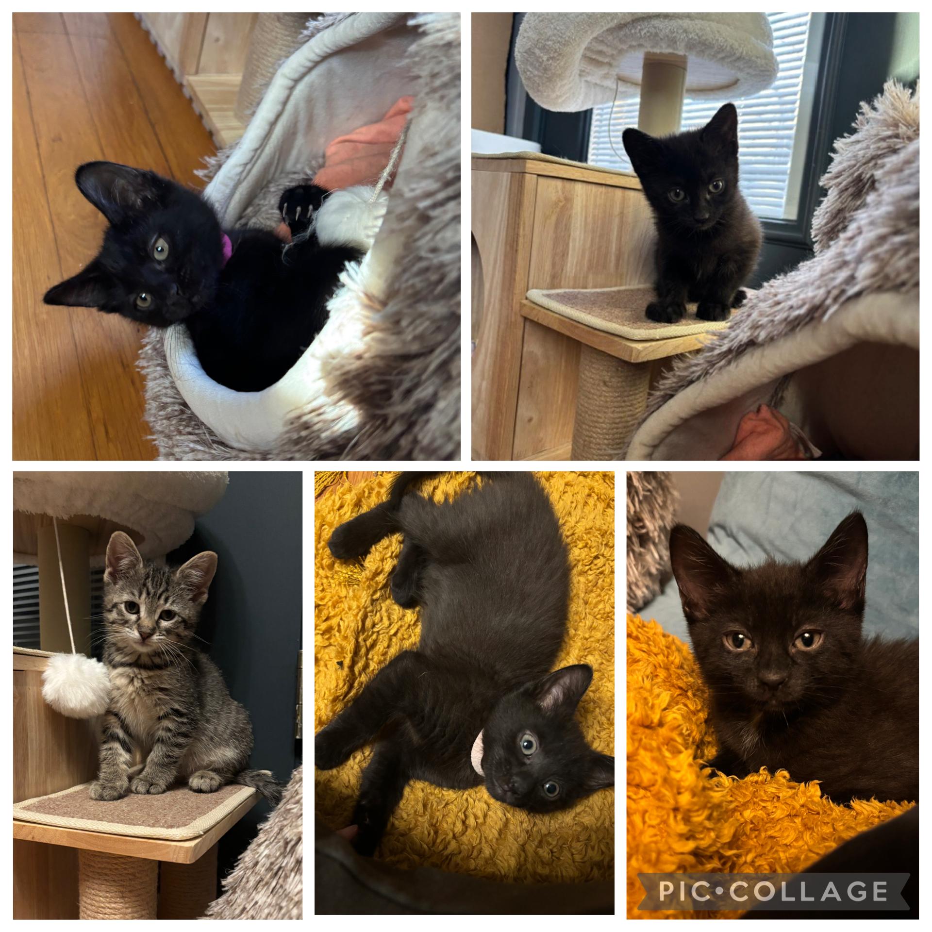Ruth, Heath, Reese, Astro and Tootsie, ADOPTABLE, Young Female Domestic Medium Hair.