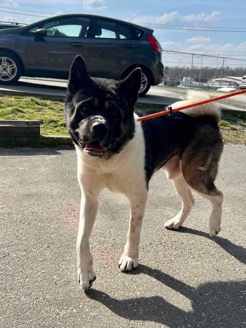 Enlarge Adonis, a Adoptable Akita in Jacksonville, FL image 1/4