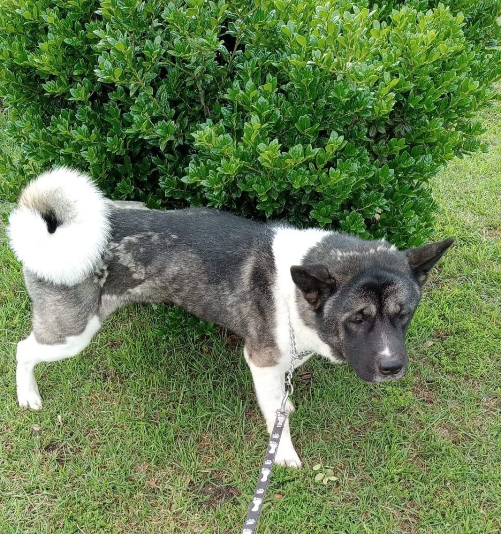 Enlarge Adonis, a Adoptable Akita in Jacksonville, FL image 2/4