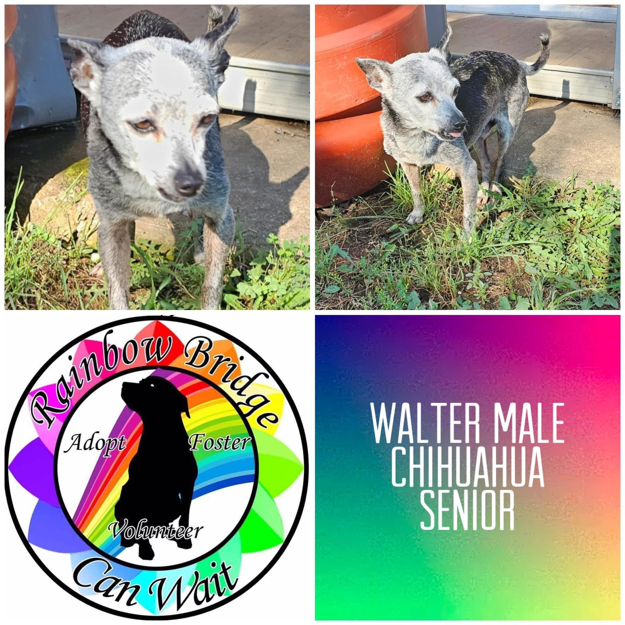 Enlarge Walter, a Adoptable Chihuahua in Carnegie, OK image 1/1
