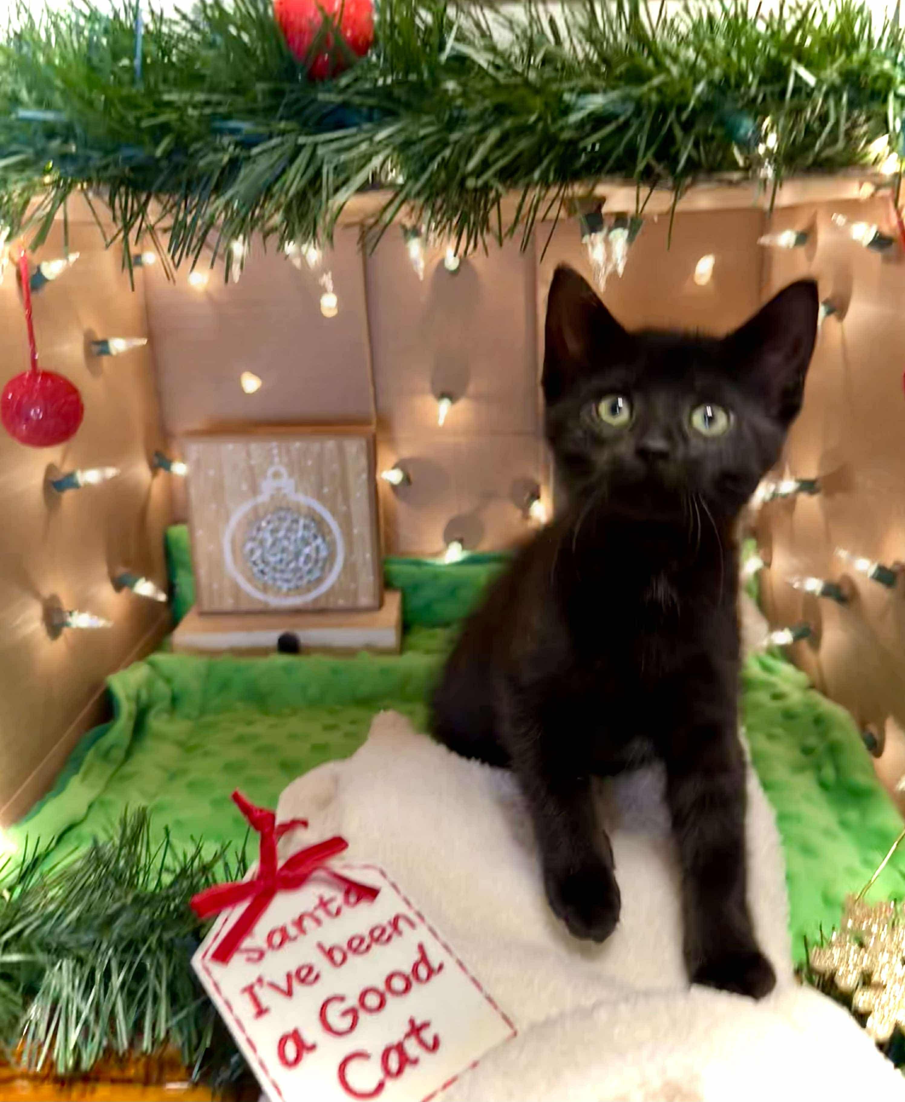 Enlarge Raven - Adorable and affectionate, a Adoptable Domestic Short Hair in Milwaukee, WI image 3/6