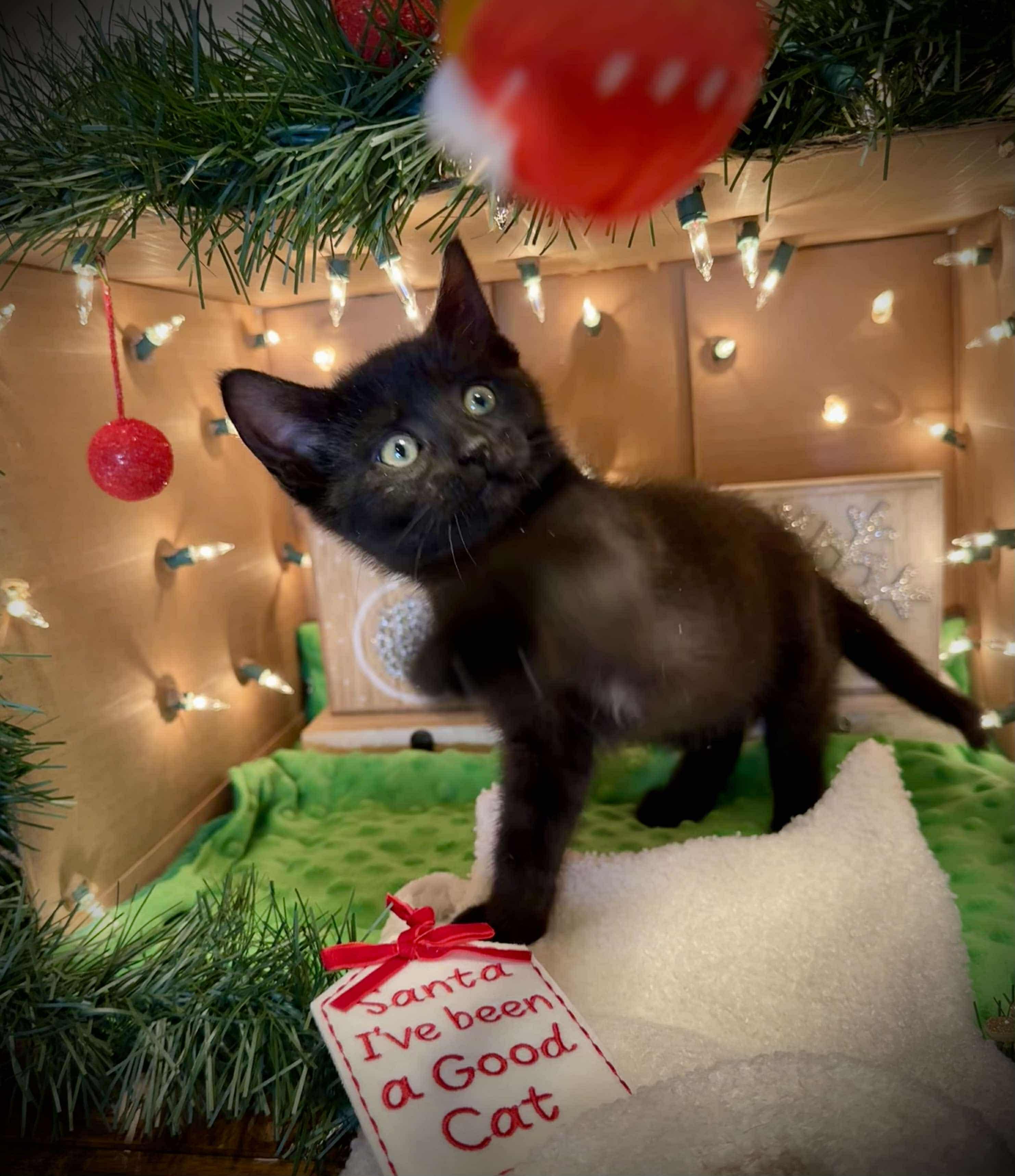 Raven - Adorable and affectionate, Adoptable, Kitten Female Domestic Short Hair.