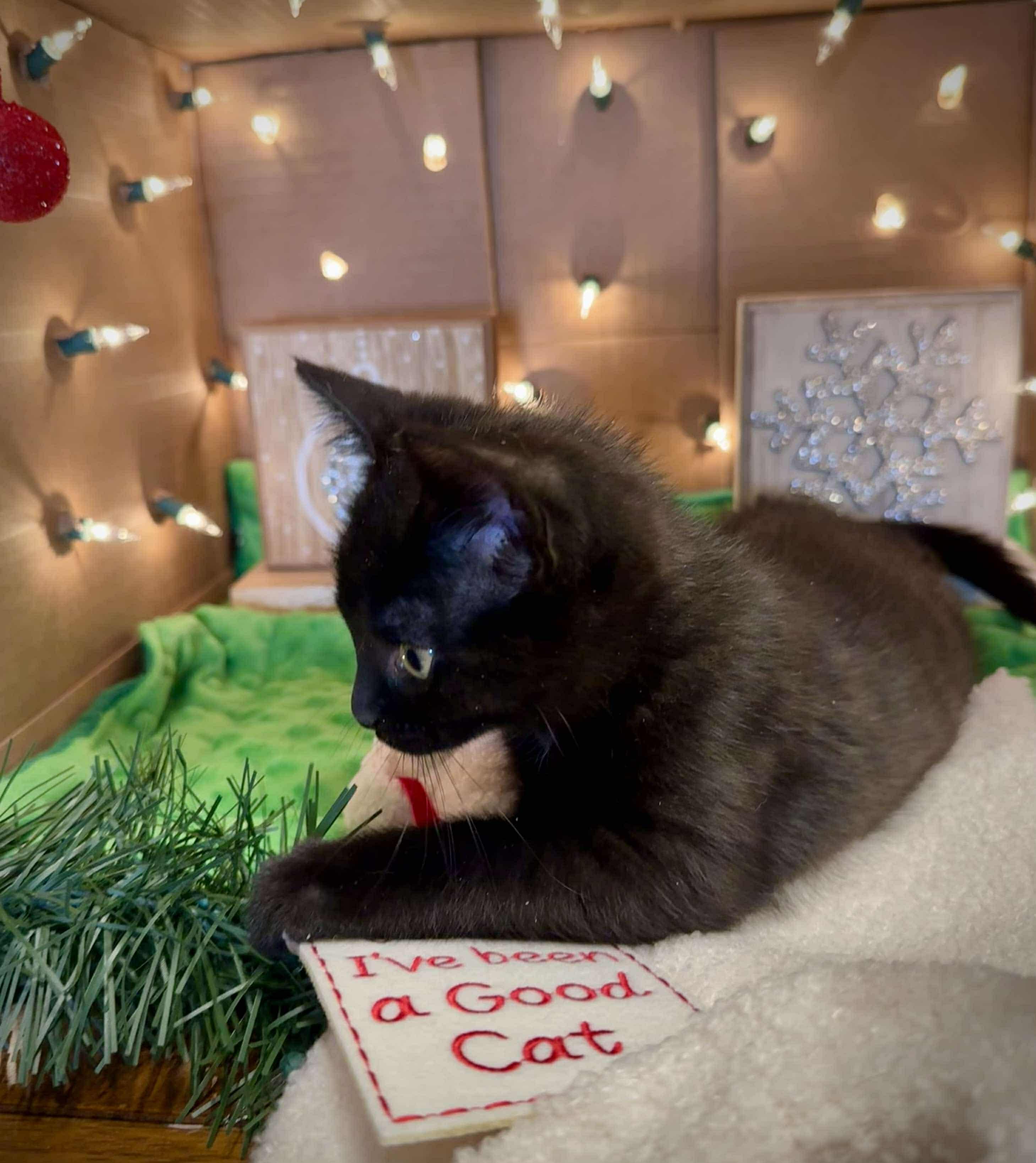 Enlarge Raven - Adorable and affectionate, a Adoptable Domestic Short Hair in Milwaukee, WI image 4/6