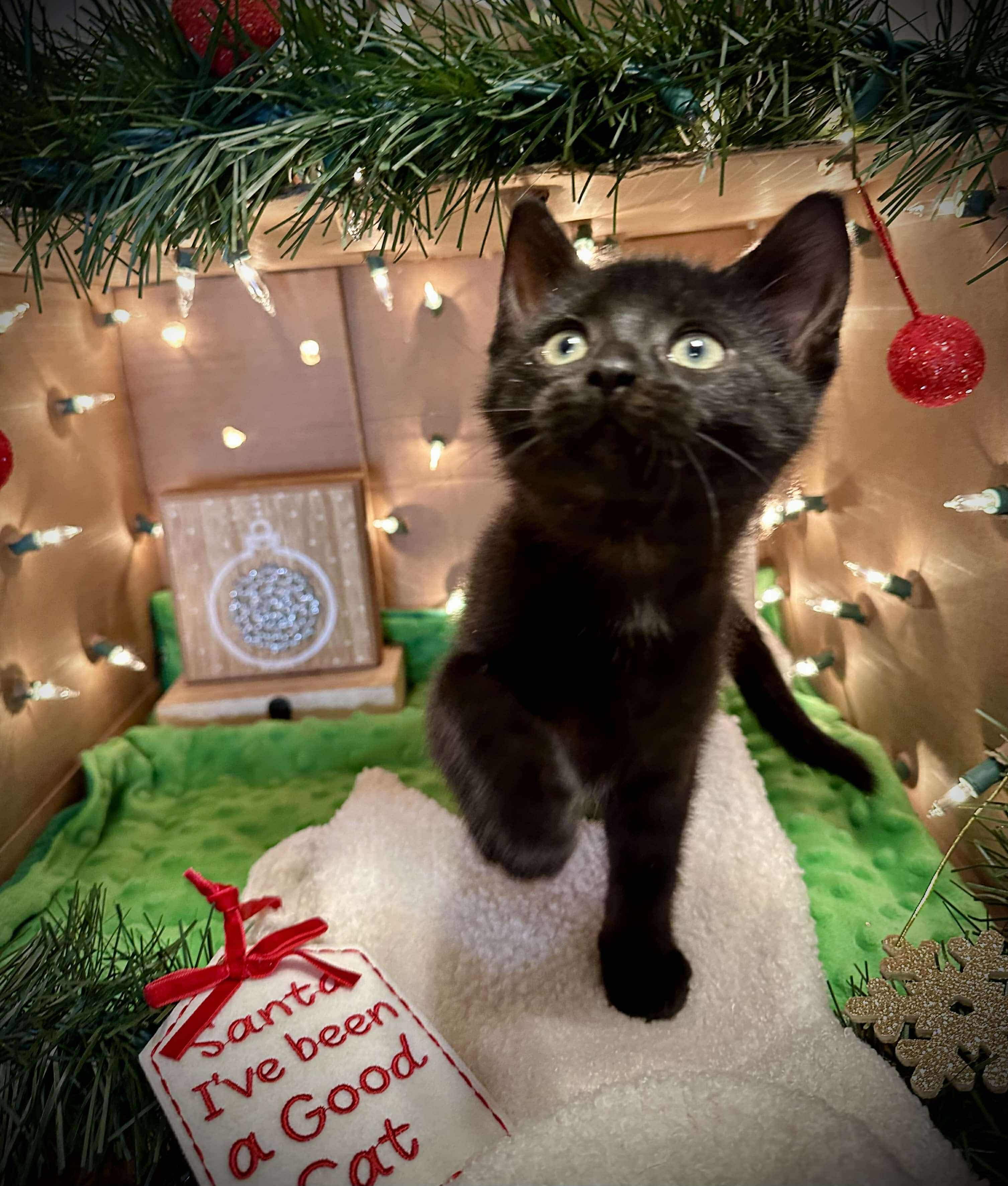 Enlarge Raven - Adorable and affectionate, a Adoptable Domestic Short Hair in Milwaukee, WI image 2/6