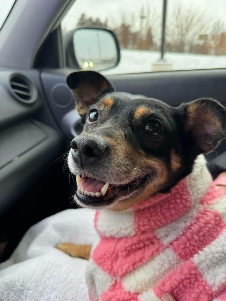 Enlarge Sally 3, a Adoptable mixed breed in Johnston, IA image 1/2