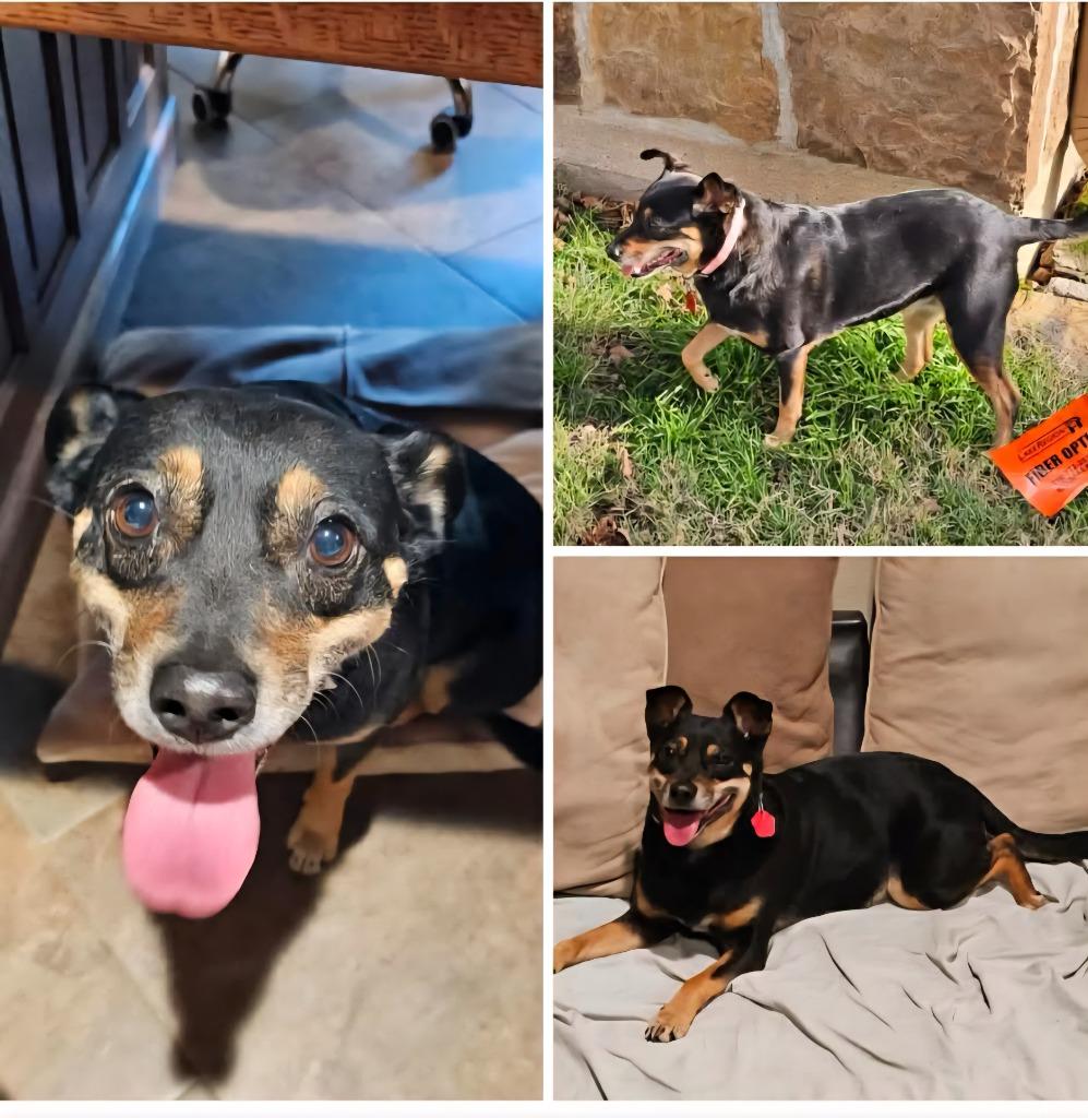 Enlarge Sally 3, a Adoptable mixed breed in Johnston, IA image 2/2