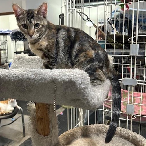 Becca, Adoptable, Young Female Domestic Short Hair.